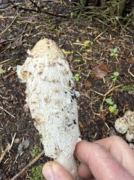 Image result for Coprinus comatus