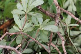 Image result for Terminalia brachystemma ×  sericea