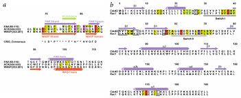 Cdc42 protein signal transduction source: Structure Of Cdc42 Bound To The Gtpase Binding Domain Of Pak Nature Structural Molecular Biology