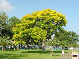 Plants P Peltophorum Page 1 Trees To Plant Shade Trees Tree Seeds
