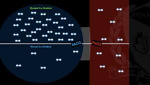 Image result for A-a Gradient