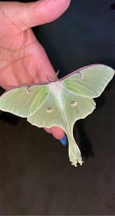 The larvae (caterpillars) are also green. Luna Moth Cocoons Living Pack Of 3 Carolina Com