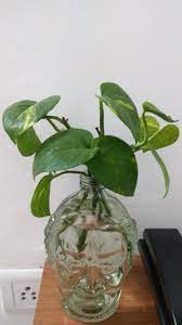 Pin On My House Plant Stories