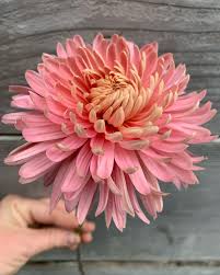 Pat Lehman 🎀 This early bloomer is productive, hardy, and so pretty. It's  best grown as a spray but can also be disbudded for larger blooms. We only  grown 2 spray varieties