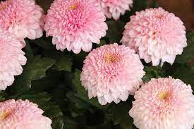 They are native to asia and northeastern europe. Akademi Flora Info Bunga Kekwa Chrysanthemum Pokok Facebook