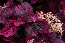 The more you prune, the more red leaves you get. Pin On Landscaping