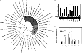 Frontiers | ZmNF-YB16 Overexpression Improves Drought Resistance and Yield  by Enhancing Photosynthesis and the Antioxidant Capacity of Maize Plants