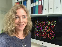 Study reveals new role for inflammatory protein in fat tissue