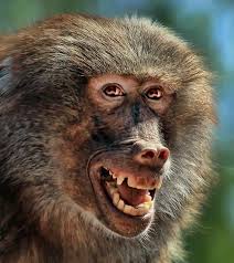 Olive Baboon On 500px Really By Klaus Wiese On 500px Smiling Animals Happy Animals Baboon