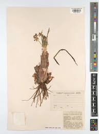 Image result for Ledebouria marginata