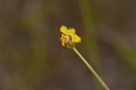 Image result for Xyris anceps
