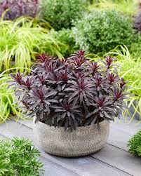 Image result for Euphorbia glanduligera