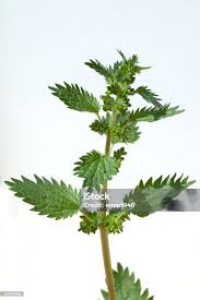 Image result for Urtica urens