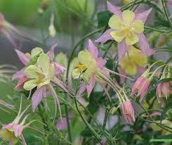 Pin On Flowers