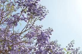 How to grow crape myrtle trees Flower Tree Flowers Purple Nature Purple Flower Spring Blossom Garden Bloom Violet Summer Pikist