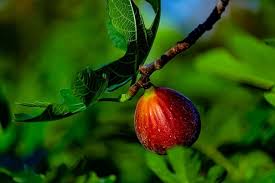 Fortified with essential microbes and mycorrhizal it will encourage strong, healthy root growth and bigger, better fruits. The Best Time Of Year To Plant Fruit Trees Homestead Advisor