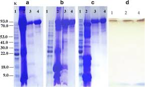 Just to be able to change something, run. Comparative Analysis Of The Antiviral Activity Of Camel Bovine And Human Lactoperoxidases Against Herpes Simplex Virus Type 1 Springerlink