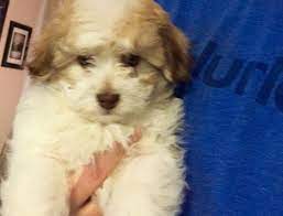 Toby is a wonderful, sweet, laid back dog. Cute Maltese Shih Tzu Mix Puppy For Sale In Fort Morgan Colorado Classified Americanlisted Com
