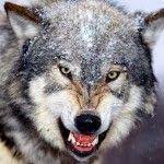 تحميل أحلى صور الذئب صور ذئب حلوة fox photos wild animals attack animal attack wolf photos