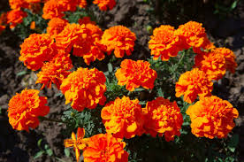 Maybe you would like to learn more about one of these? Marigolds For Pest Control Thriftyfun