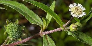 Gusi Bengkak Dan Berdarah Atasi Dengan Resep Herbal Sederhana Ini