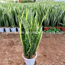 Image result for Asplenium laurentii