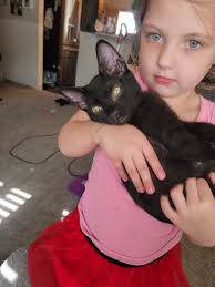 ANH Of BEAR LAKE County Cats, Kittens And Events