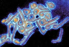 It is a virulent, bloodborne virus that sends its hosts into a state of extreme, uncontrollable rage. Experimental Drug Used For Ebola Related Virus Shows Promise The New York Times