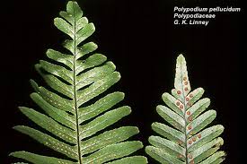 Image result for Polypodiaceae