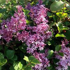 Image result for Syringa meyeri ´Palibin