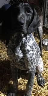 Cole Gsp German Shorthaired Pointer Dog Gsp Dogs German Shorthaired Pointer
