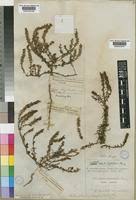 Image result for Hebenstretia angolensis