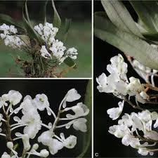 Image result for Diaphananthe lebelii