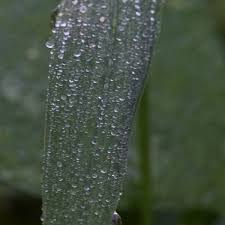 Image result for Urochloa reptans