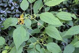 Image result for Ottelia cylindrica