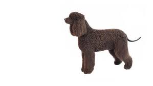 Image result for irský vodní španěl