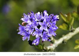 Image result for Ehretia rigida