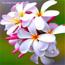 Pin On Plumeria