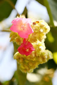 Image result for Dombeya acutangula