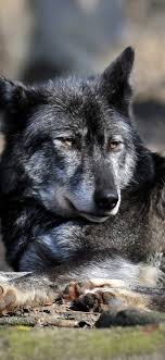 Download any/all unsplash images for free. Black Wolf Predator Rest Stay 1080x1920 Iphone 8 7 6 6s Plus Wallpaper Background Picture Image