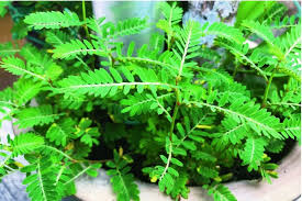 Image result for Diplolophium buchananii