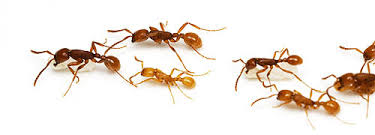 North American Ants Myrmecos