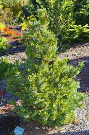 Image result for Pearsonia aristata