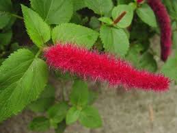 Image result for Acalypha bipartita