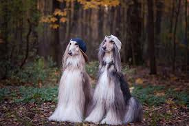 Check spelling or type a new query. Skylia Kynhgoskyla Ws Efhboys Biastes Stok Eikones Eikona Apo Breckenridge 138344660