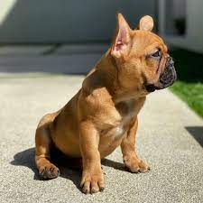 Choosing a french bulldog english bulldog mix puppy. Brown French Bulldog Pictures Download Free Images On Unsplash