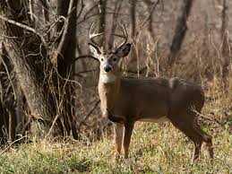 In all other counties and that portion of kane county west of state rte 47: Preliminary 2020 21 Illinois Deer Hunting Season Totals Midwest Outdoors