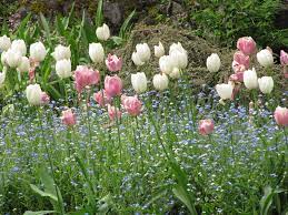 Tulips Butchart Gardens Botanical Gardens Near Me Buchart Gardens Butchart Gardens