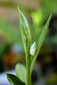 Image result for Ophrypetalum