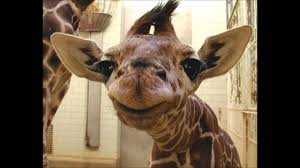 Discover more posts about smiling animals. Funny Smiling Animals Make You Smile Youtube